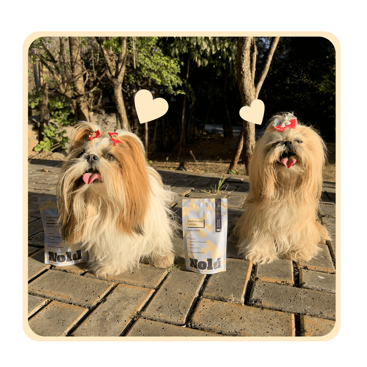 CÃO-REAL-011