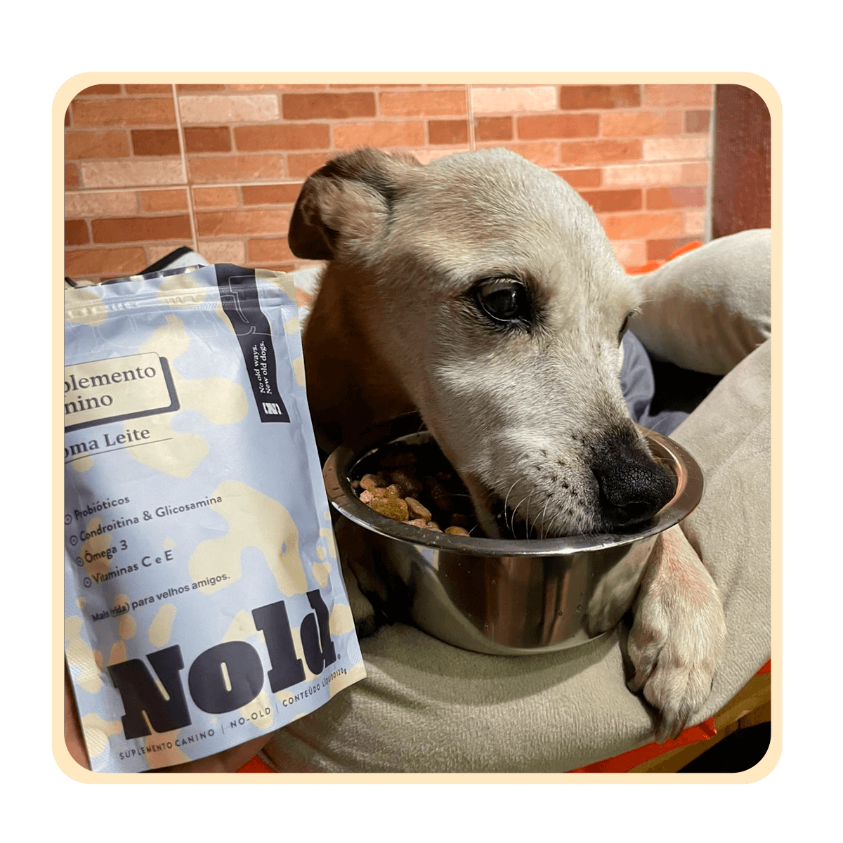 CÃO-REAL-02