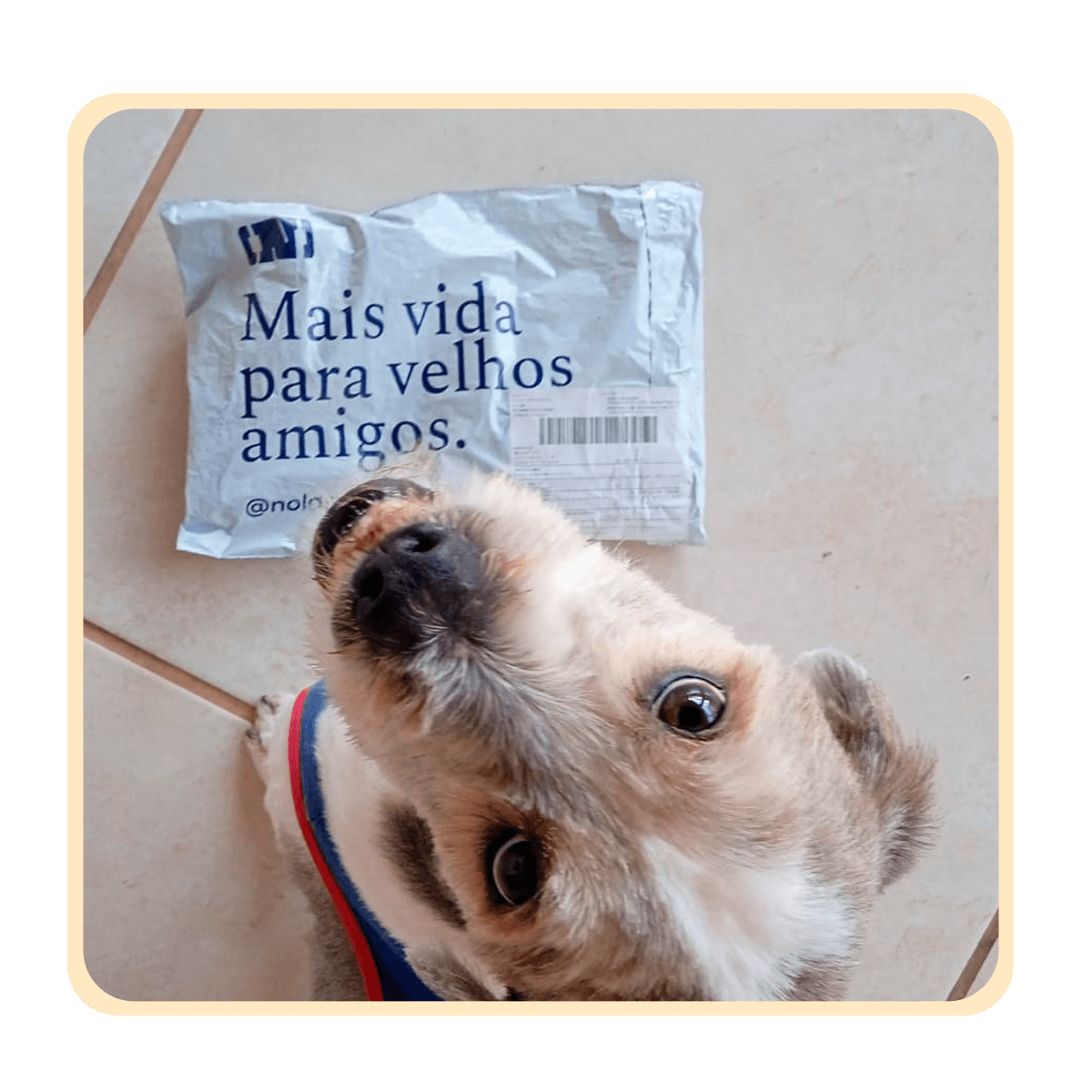 CÃO-REAL-03