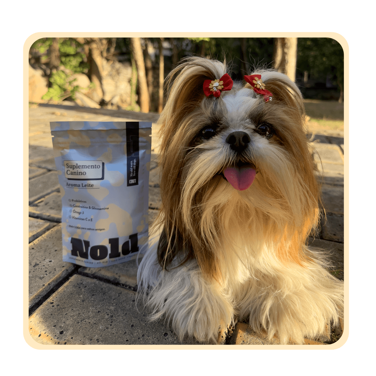 CÃO-REAL-04