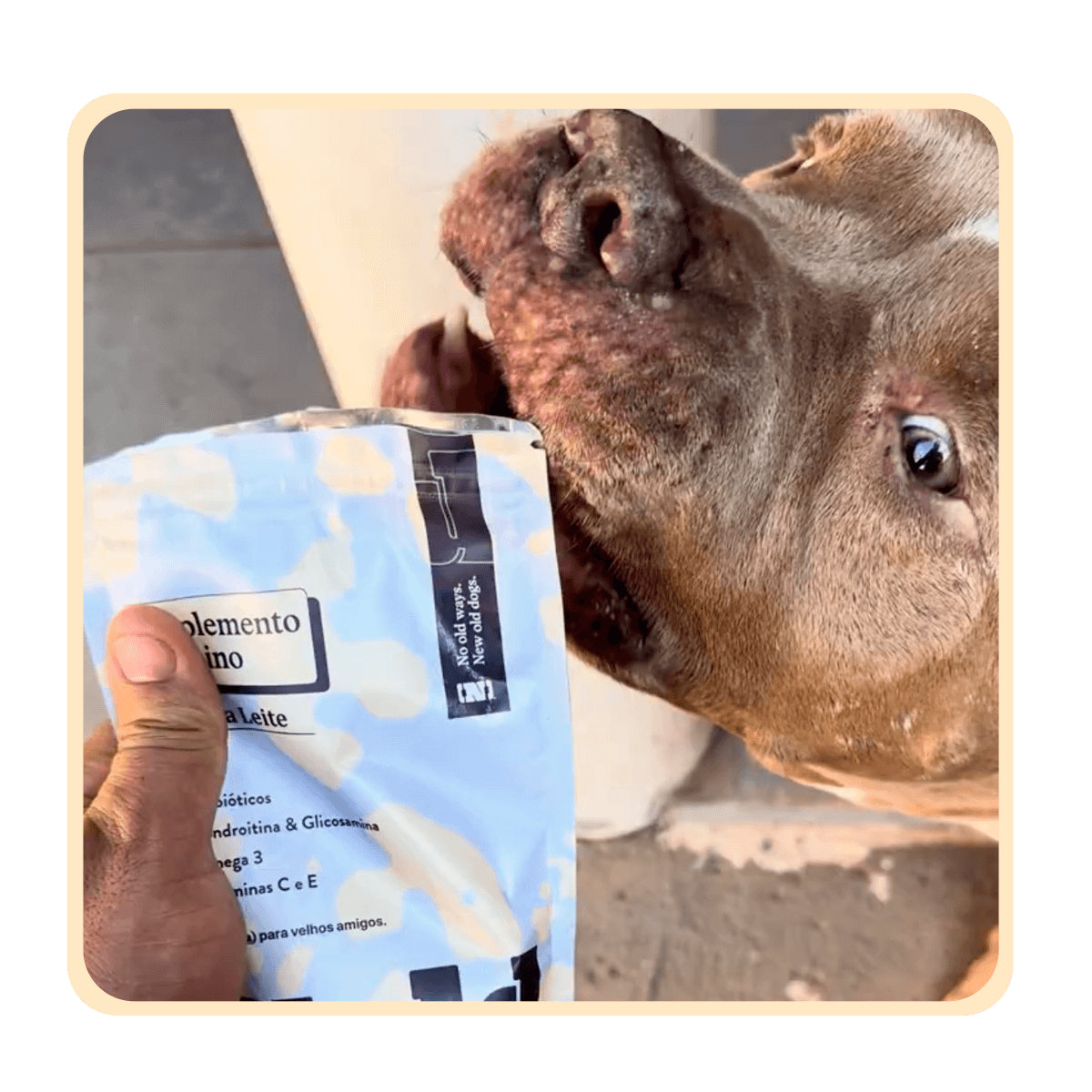 CÃO-REAL-05